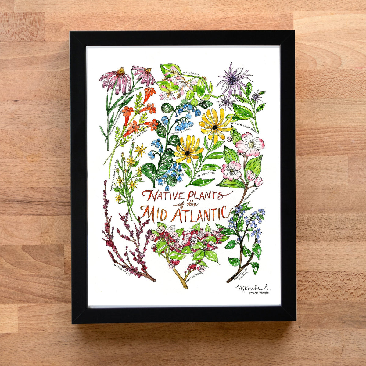 NativePlantsoftheMidAtlanticBl