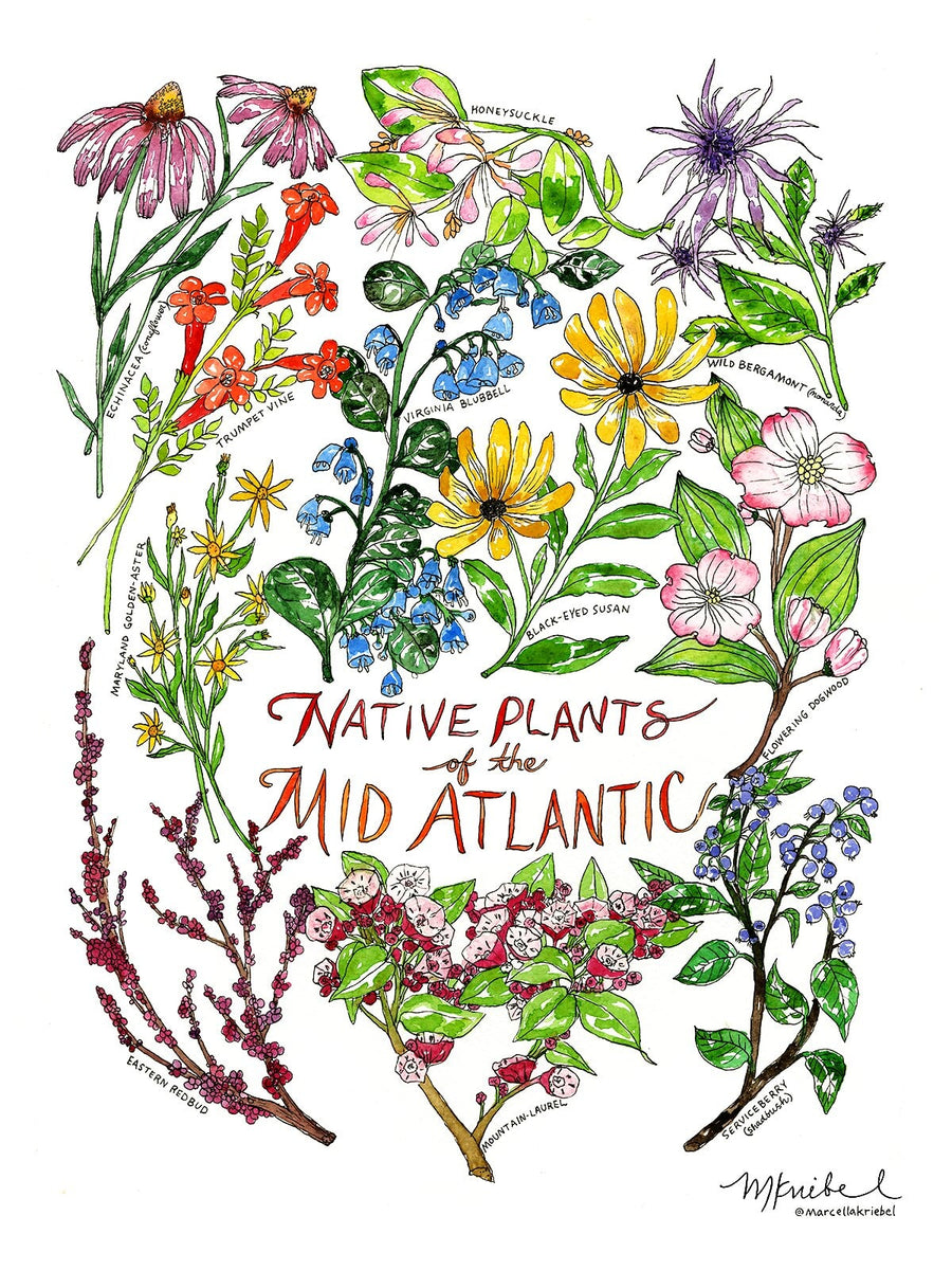 native_plants_of_the_mid_atlan