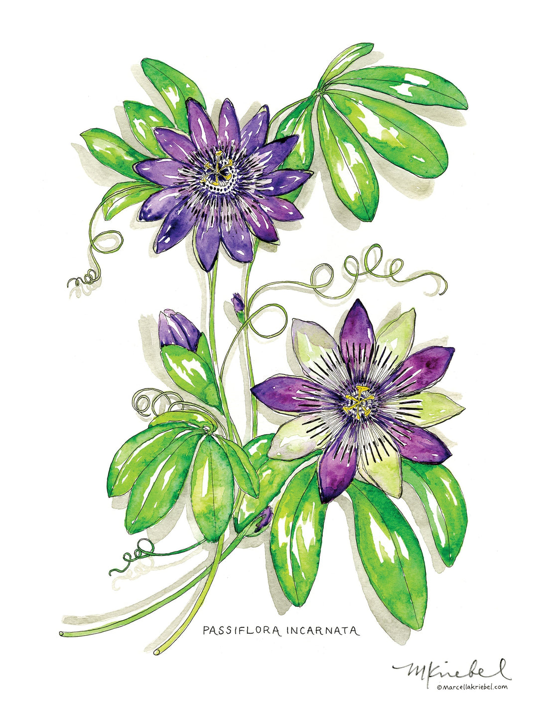 PassionFlowerPrint_1080x.jpg?v