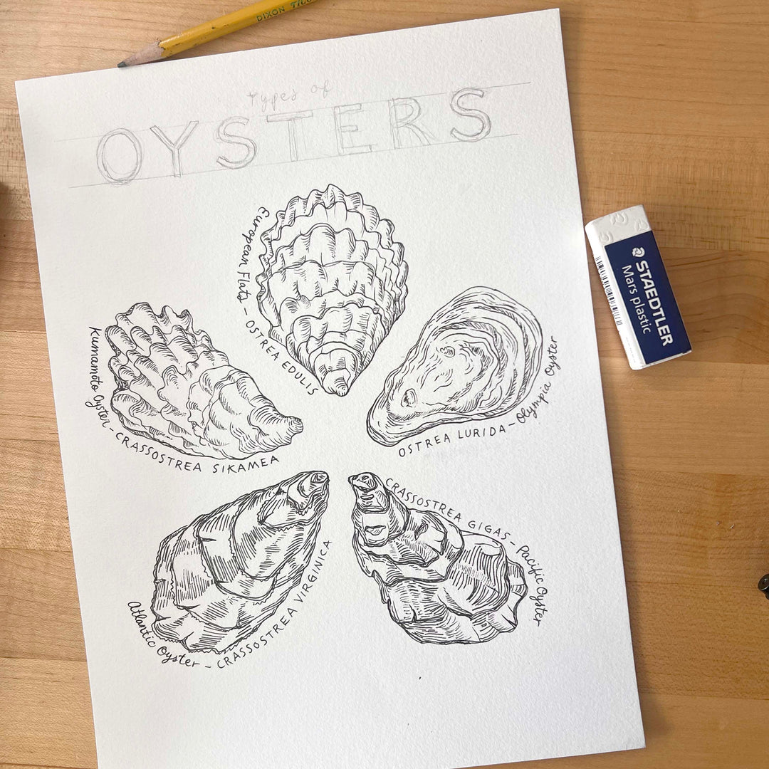 Oyster Scientific Illustration