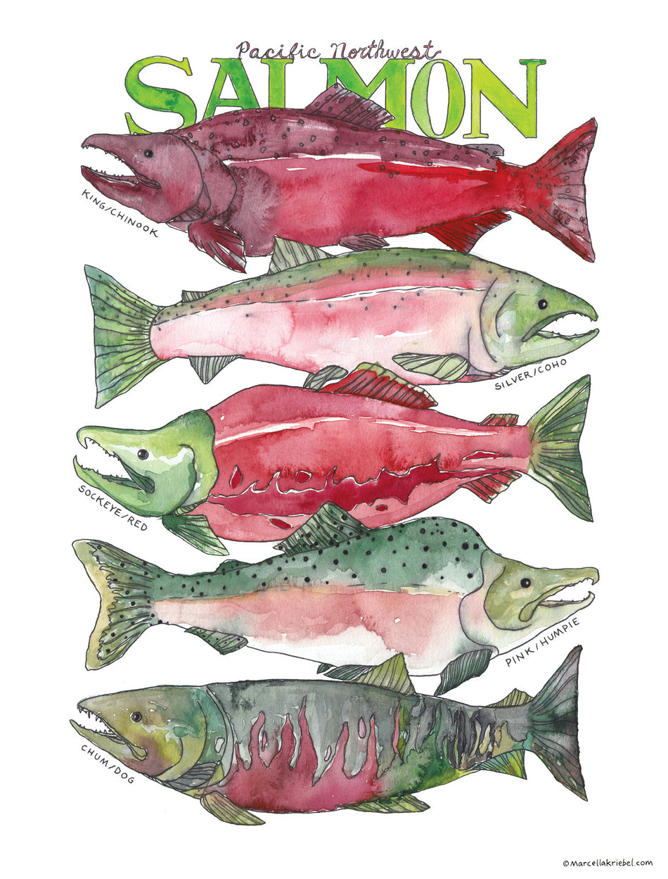 Types of Salmon Watercolor