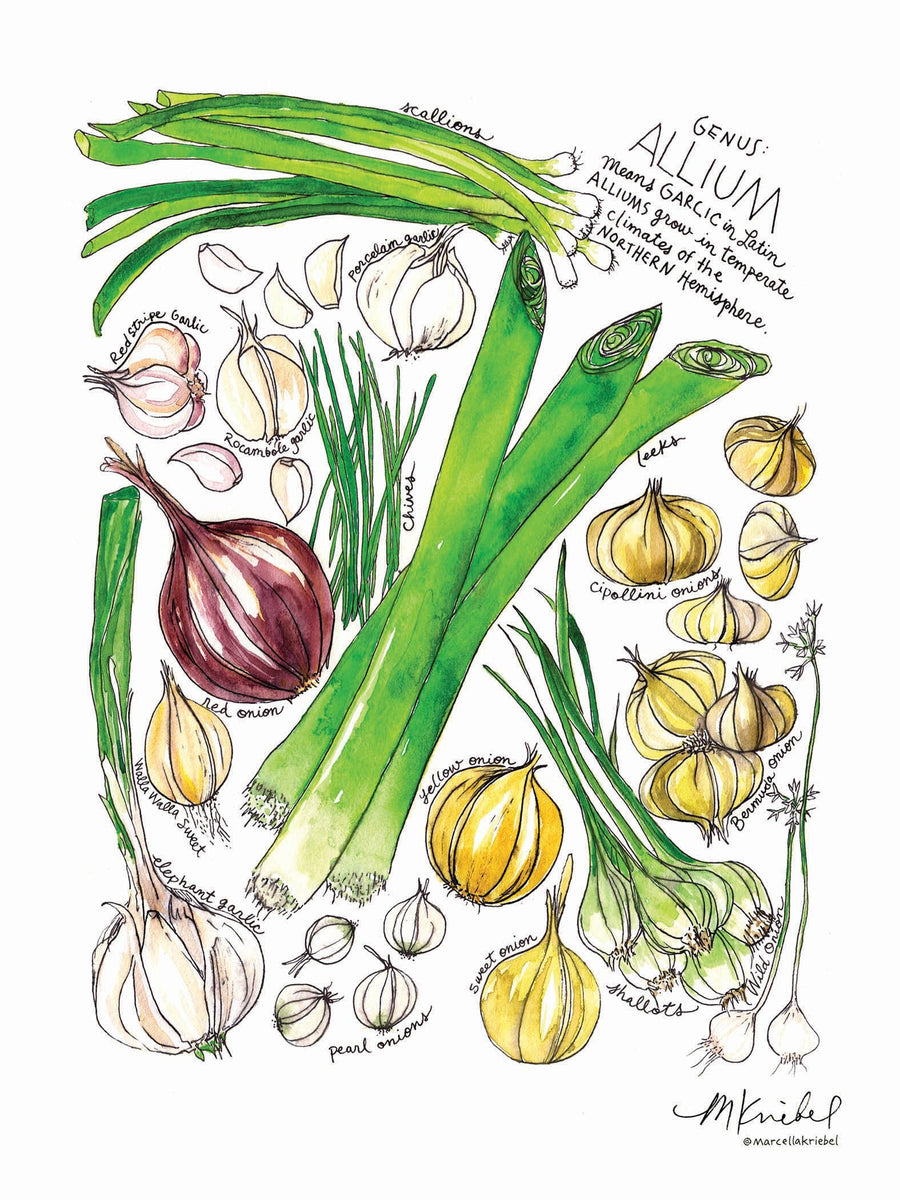 Allium Produce Family Watercolor Art Print