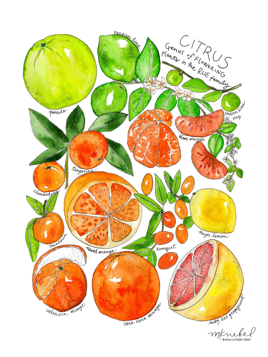 Citrus300dpi_9x12_7ba93885-