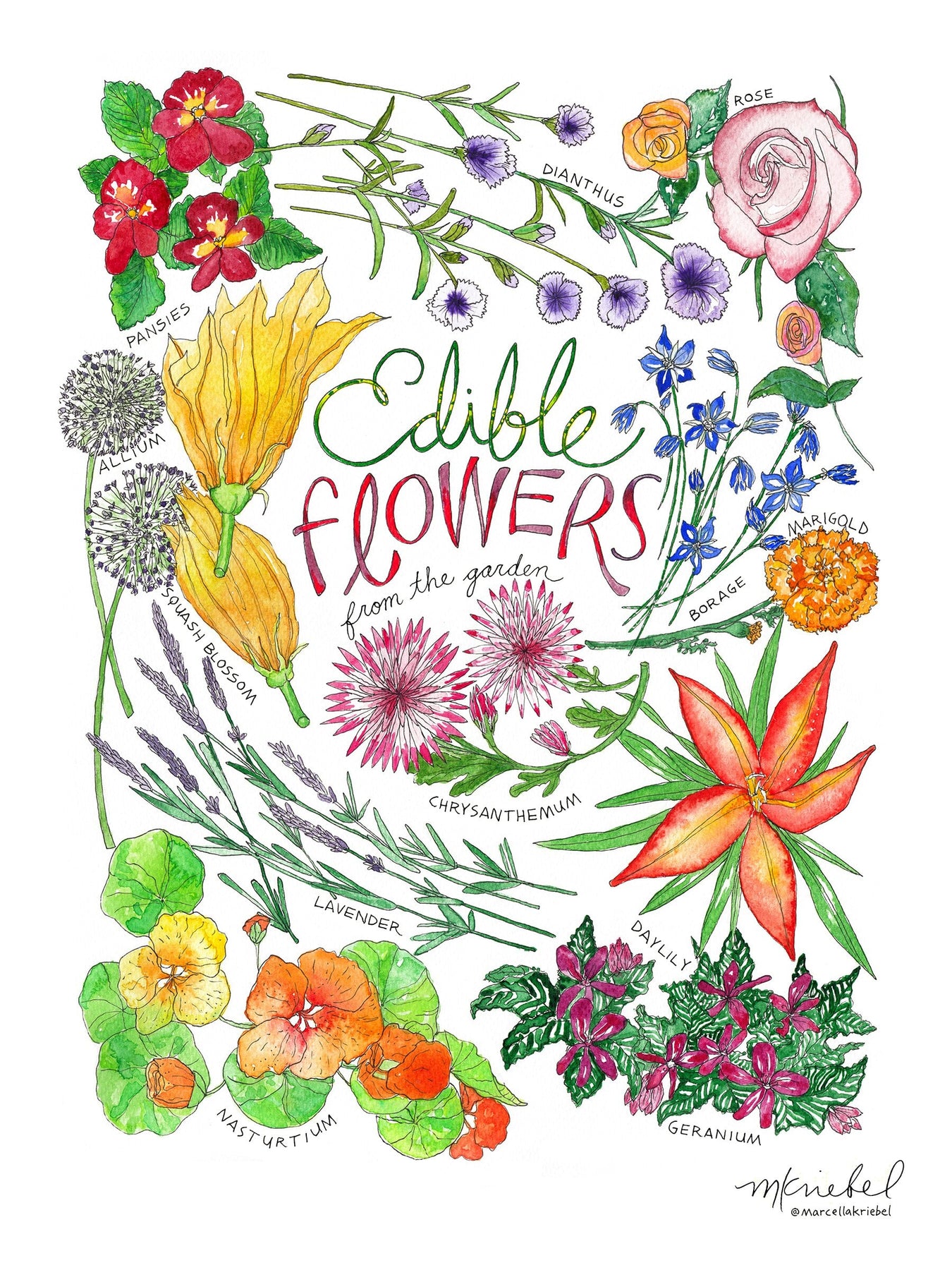 Edible Flowers: Chart / Poster / Food / Illustrations / Art Print / Home  Decor / Flower / Pansy / Violet / Nasturtium / Rose / Squashblossom 